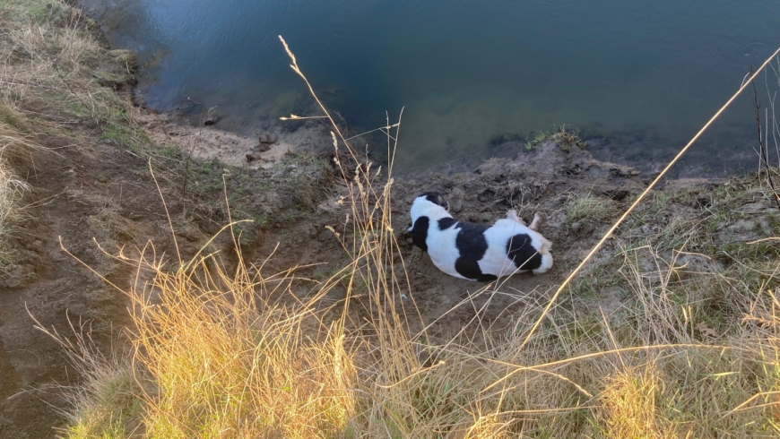 EB 216 „TH 0 – Tierrettung“ OT Schötmar