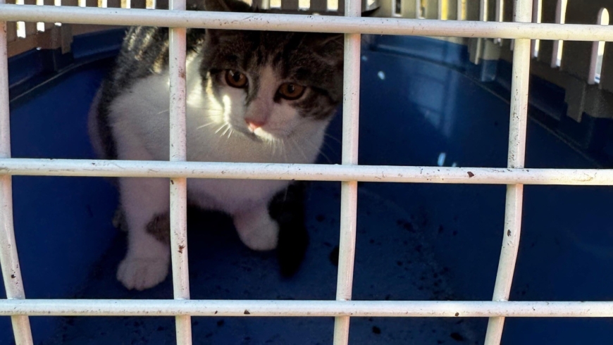 EB 885 „TH 0 – Katze im Schacht eingeklemmt“ OT Schötmar