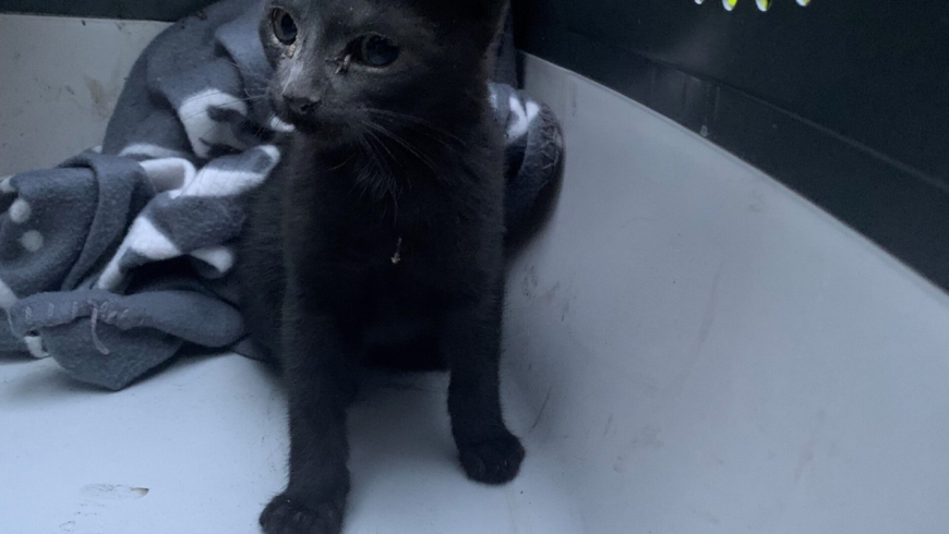 EB 686 „TH 0 – Tier klein / Katze im Schornstein“ OT Schötmar