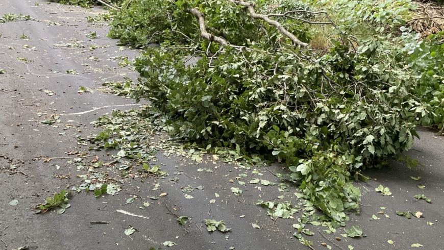 EB 521 „TH 1 – Baum auf Fahrbahn“ OT Bad Salzuflen