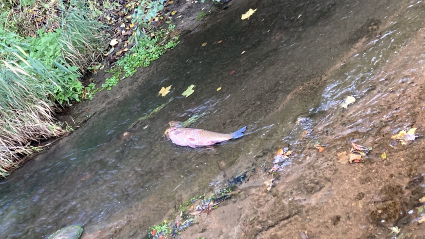 EB 692 „TH 0 – Karpfen halb auf dem Trockenen“ OT Bad Salzuflen