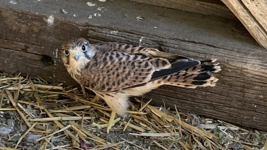 EB 416 „ TH 0 – junger Greifvogel verletzt“ OT Wüsten