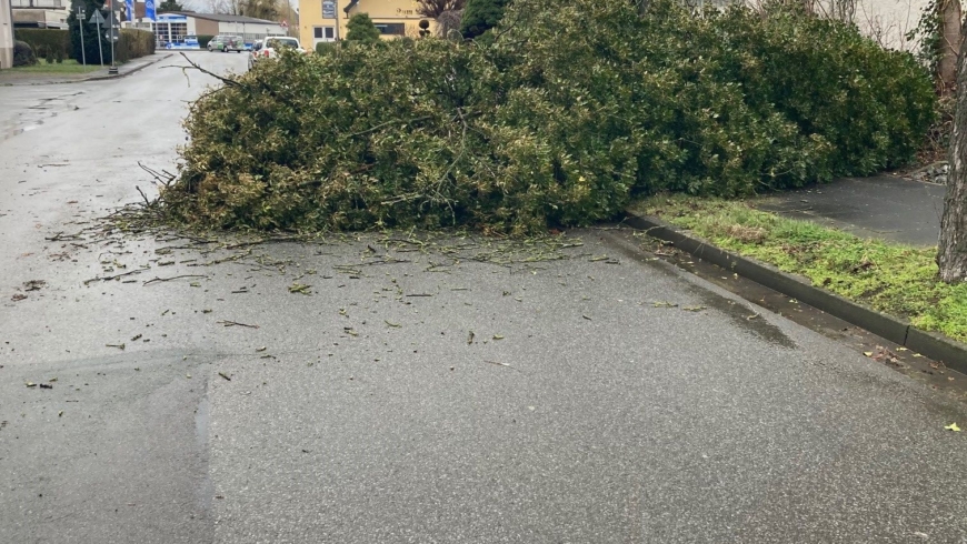 EB 177 „TH 1 – Baum auf Fahrbahn“ OT Holzhausen