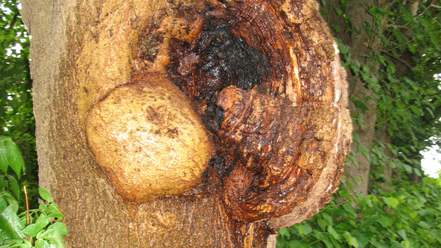 EB 316 „Feuer 1 – brennt Baum“ OT Bad Salzuflen