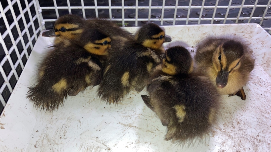 EB 241 „TH 0 – Tierrettung“ OT Werl Aspe