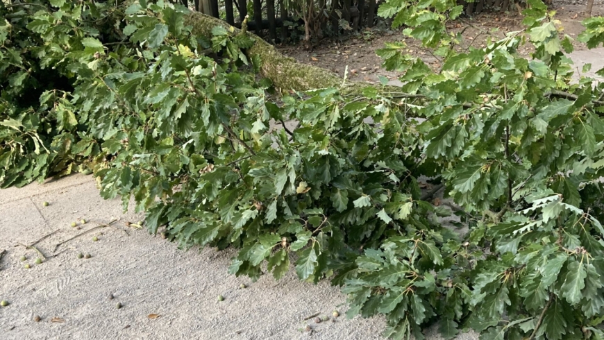 EB 583 „TH 1 – Ast auf Gehweg“ OT Bad Salzuflen