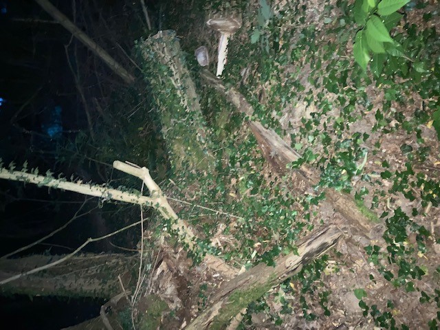 EB 410 „TH 1 – Baum auf Fahrbahn“ OT Wüsten