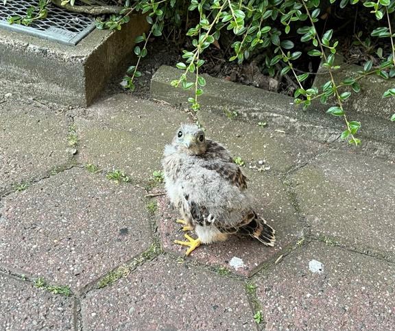 EB 411 „TH 0 – Tier in Notlage“ OT Schötmar