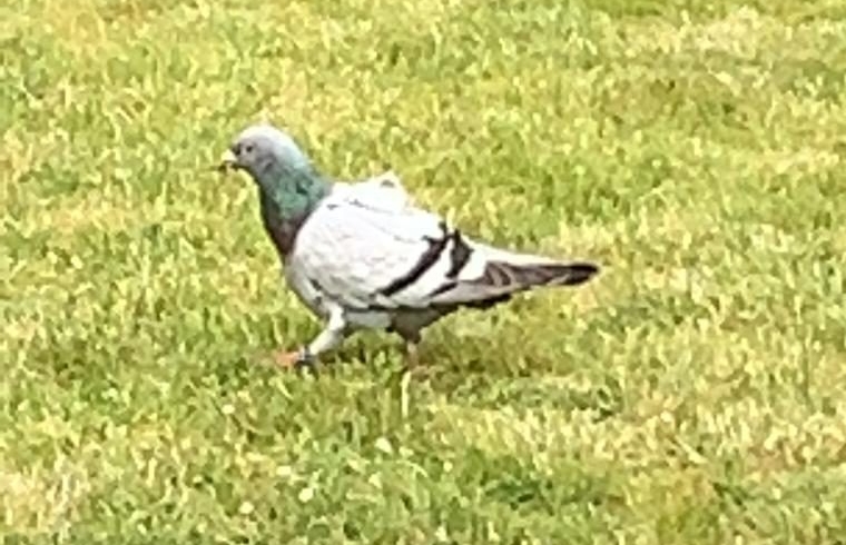 EB 195 „TH 0 – Tierrettung“ OT Holzhausen