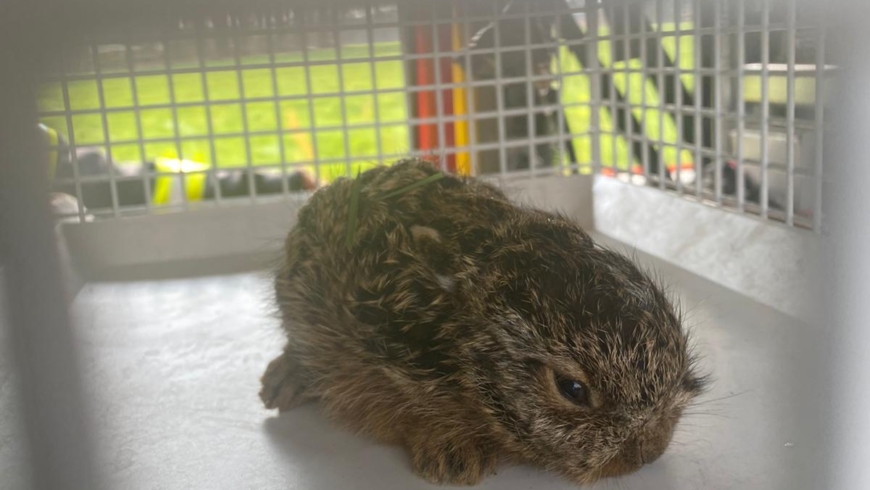 EB 243 „TH 0- hilfloses Hasenjunges“ OT Lockhausen