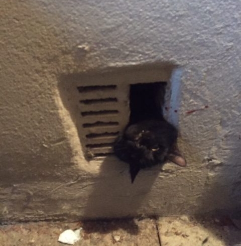 EB 600 „TH 1 – Katze im Lüftungskanal festgeklemmt“ OT Bad Salzuflen