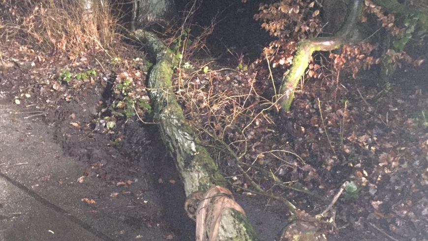 EB 112 „TH 1 – Baum auf Fahrbahn “ OT Bad Salzuflen