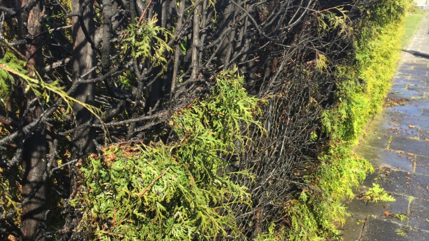 EB 156 „Feuer 1 – brennt Hecke“ OT Werl-Aspe
