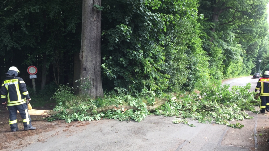 EB 235 „TH 1 – Baum auf Fahrbahn“ OT Bad Salzuflen