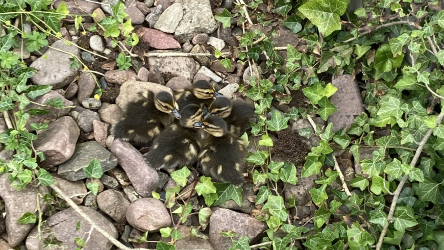 EB 415 „TH 0 – Küken fallen vom Balkon“ OT Bad Salzuflen