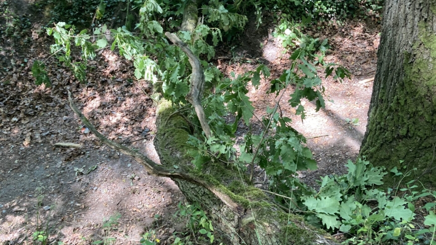 EB 414 „TH 1- Baum auf Fahrbahn“ OT Bad Salzuflen