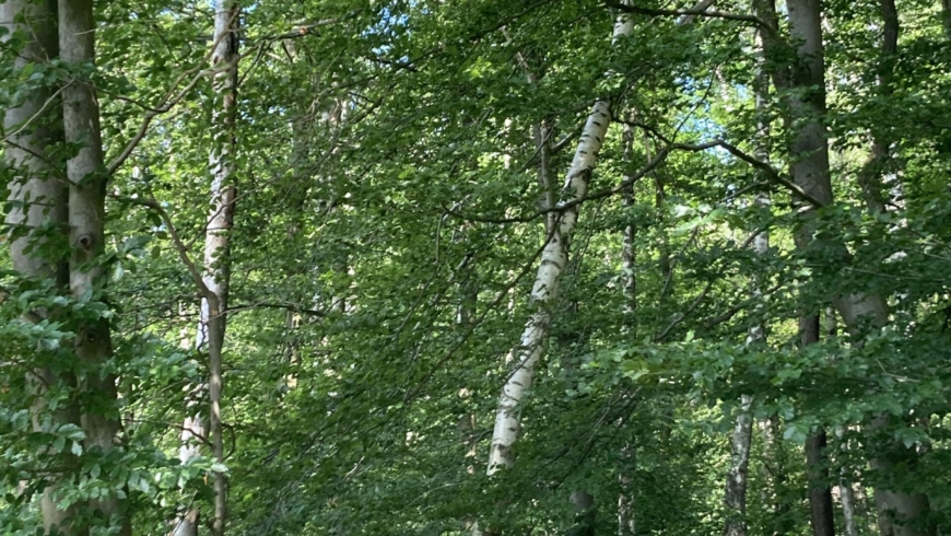 EB 431 „TH 1 – Baum auf Fahrbahn“ OT Wüsten