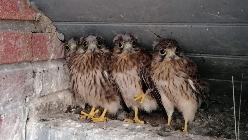 EB 421 ,,TH 0-Tier in Notlage“ OT Schötmar