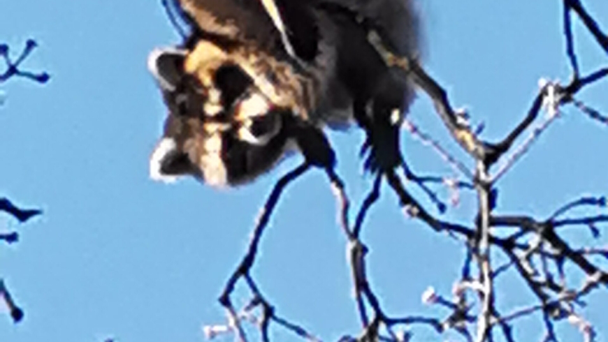 EB 008 „TH 0 – Katze im Baum“ OT Bad Salzuflen