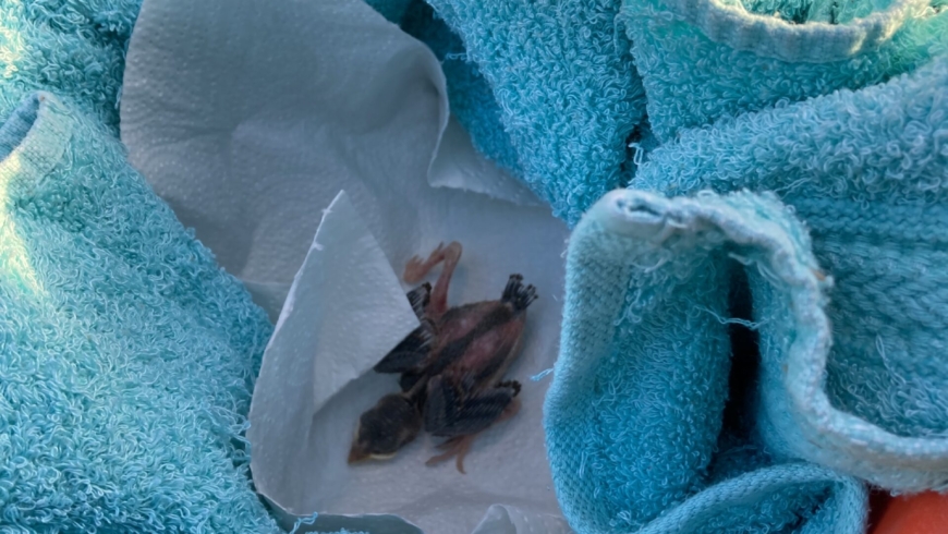 EB 327 „TH 0 – Vogel hängt in Dachrinne fest“ OT Werl-Aspe