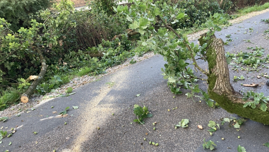 EB 782 „TH 1 – Baum auf Fahrbahn“ OT Ehrsen- Breden