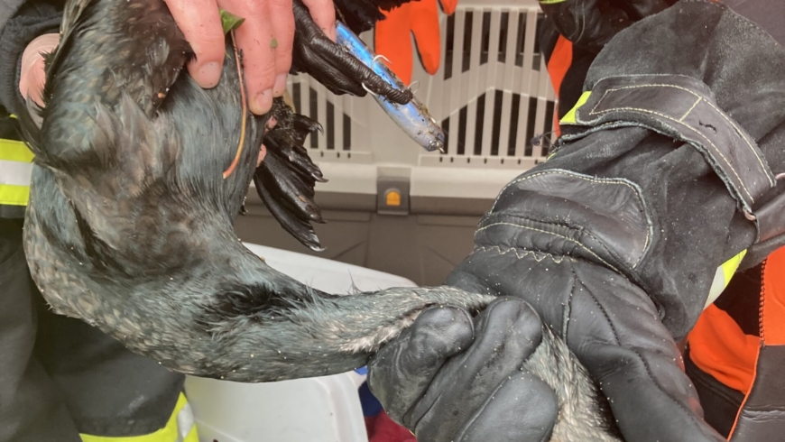 EB 076 „TH 0 – Tier klein“ OT Bad Salzuflen