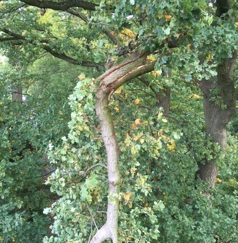 EB 480 „TH 1 – Baum auf Fahrbahn“ OT Ehrsen-Breden