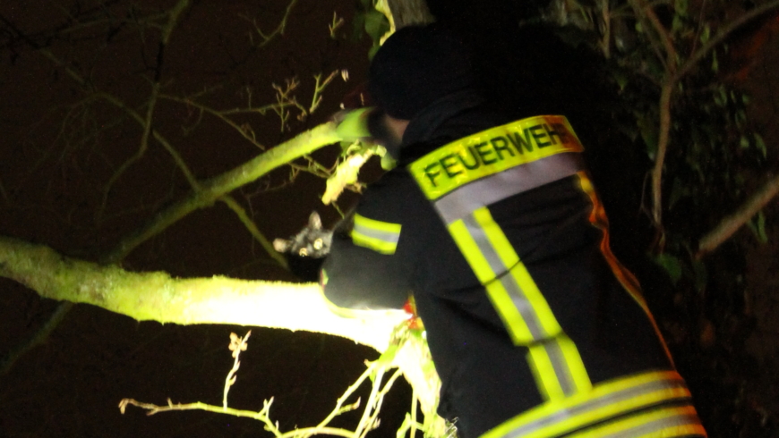 EB 008 „TH 0 – Katze im Baum“ OT Bad Salzuflen