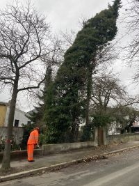 EB 907 „TH 1- Baum droht auf Haus zu fallen“ OT Bad Salzuflen