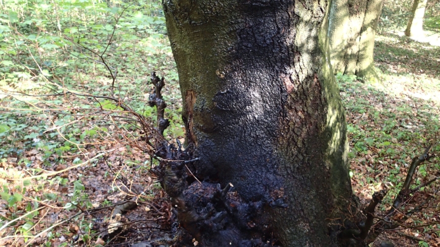 EB 176 „Feuer Fläche/Wald 1“ OT Schötmar