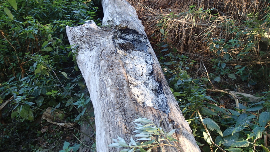 EB 611 „Feuer 1“ OT Schötmar