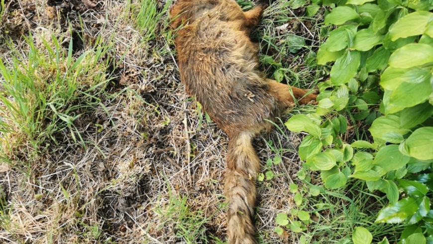 EB 319 „TH 0 – Tier klein / toter Fuchs am Straßenrand“ OT Bad Salzuflen