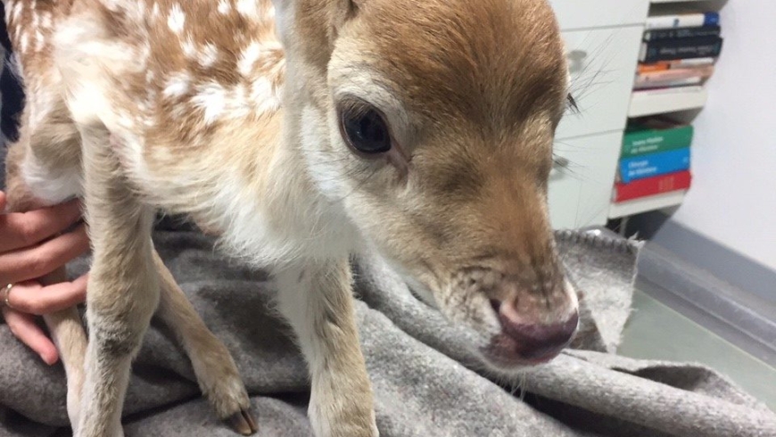 EB 427 „TH 0 – Damwildkalb im Zaun verfangen“ OT Bad Salzuflen