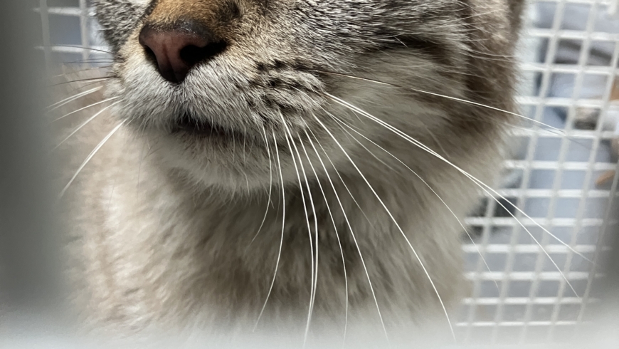 EB 177 „TH 0 – Katze sitzt im Motorraum“ OT Bad Salzuflen