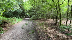 EB 358 „TH 1 - Baum auf Fahrbahn“ OT Bad Salzuflen