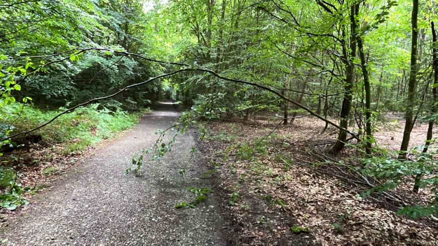 EB 358 „TH 1 – Baum auf Fahrbahn“ OT Bad Salzuflen