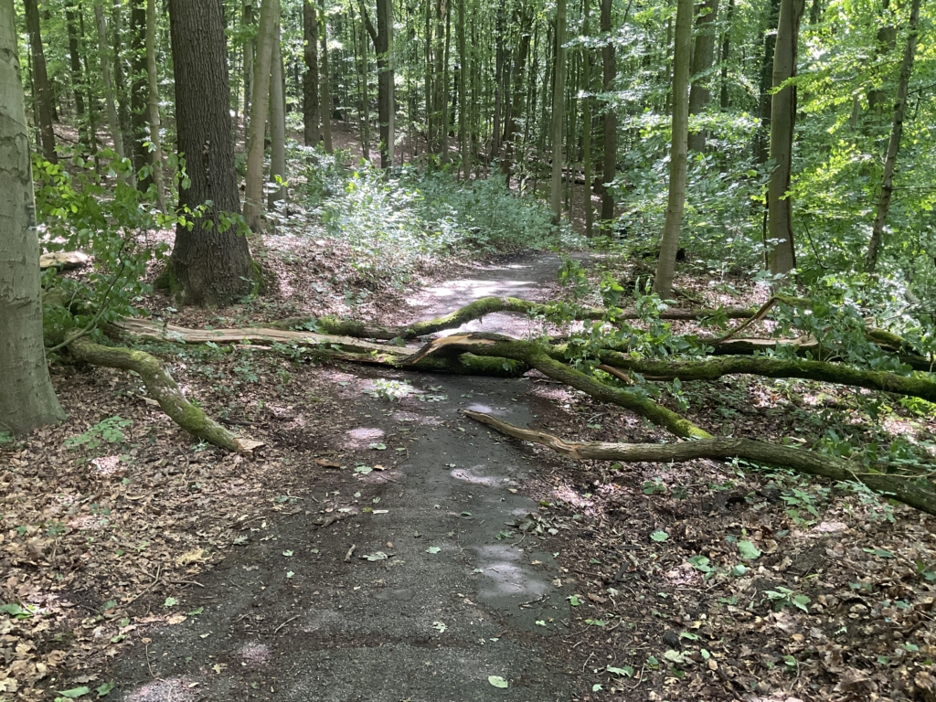 EB 359 „TH 1 - Baum auf Fahrbahn“ OT Wüsten