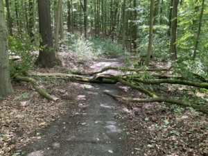 EB 359 „TH 1 - Baum auf Fahrbahn“ OT Wüsten