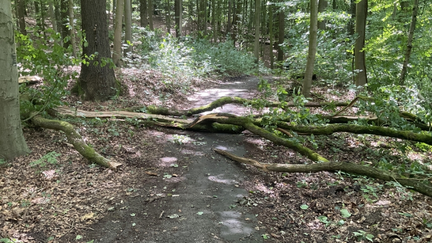 EB 359 „TH 1 – Baum auf Fahrbahn“ OT Wüsten